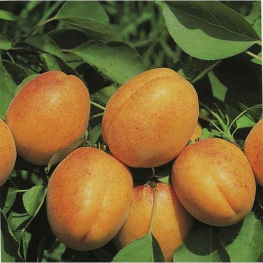 Albaricoqueros Bulida