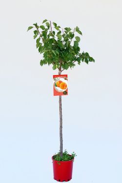 Albaricoqueros Bulida