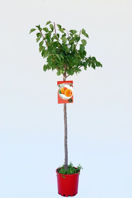 Albaricoqueros Bulida