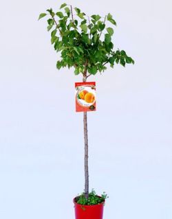 Abricotiers de Moniqui