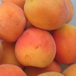 Abricotiers de Moniqui