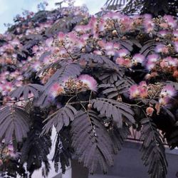 Albizia julibrissin 'Summer Xocolata'