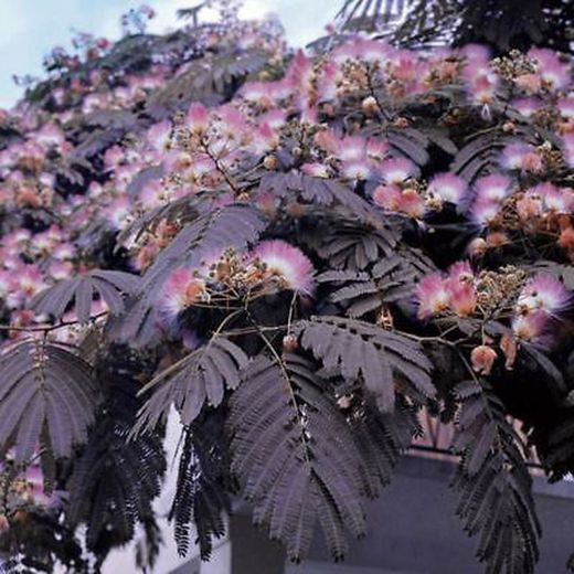 Albizia julibrissin 'Summer Xocolata'