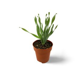 Albuca Concordiana