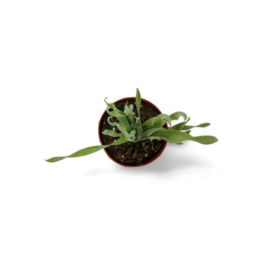 Albuca Concordiana