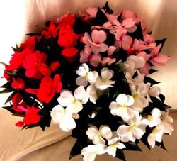 Alegria Guineana Artificial