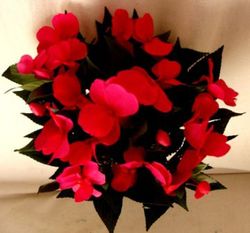 Alegria Guineana Artificial