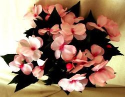 Alegria Guineana Artificial