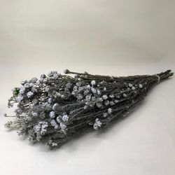 Algodón FílicoPreservado