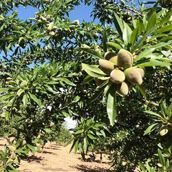 Almendros Guara