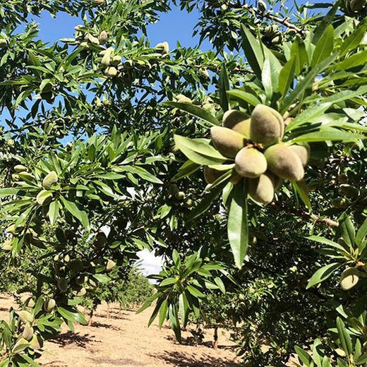 Almendros Guara