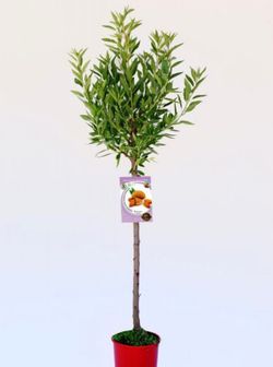 Almendros Guara