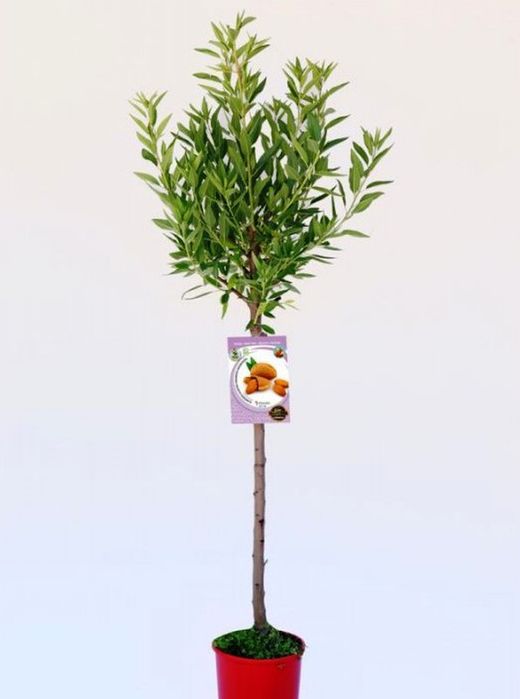 Almendros Guara