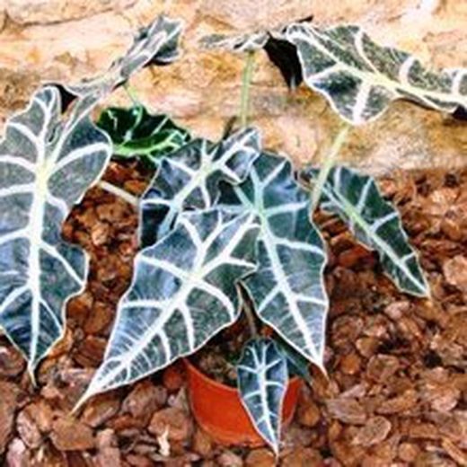 Alocasia Polly