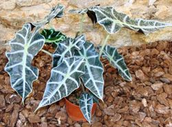 Alocasia Polly