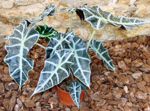 Alocasia Polly