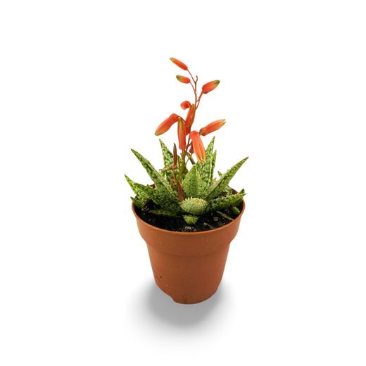Aloe Christmas Carol