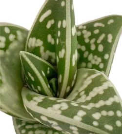 Aloe Tigre Variegata