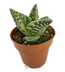 Aloe Tigre Variegata