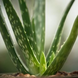 Aloe Vera Bio