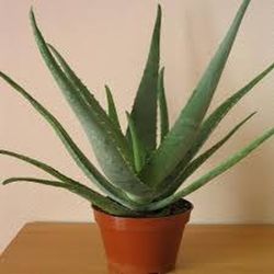 Aloe Vera Bio