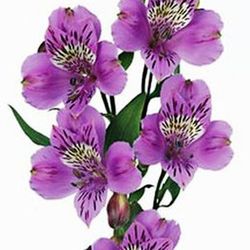 Alstroemeria Allure 10 tallos