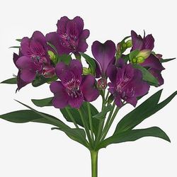 Alstroemeria Cleo 10 tiges