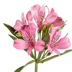 Alstroemeria Elegance 10 tallos