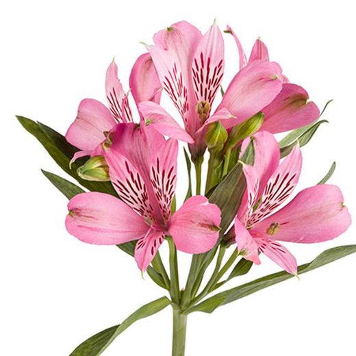 Alstroemeria Elegance 10 tallos
