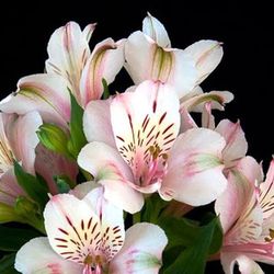Alstroemeria Famke 10 tallos
