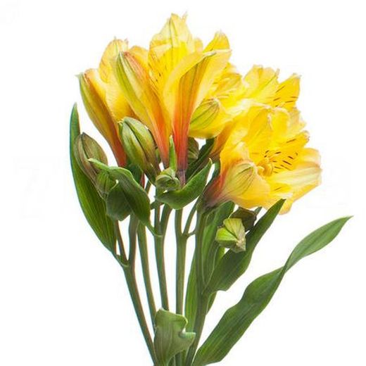 Alstroemeria Gold 10 tiges