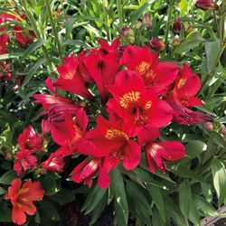 Alstroemeria Lovely 10 tallos