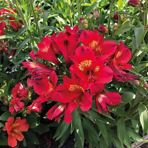 Alstroemeria Lovely 10 tallos