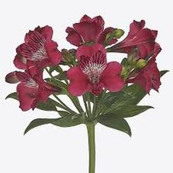 Alstroemeria Lucia 10 tiges