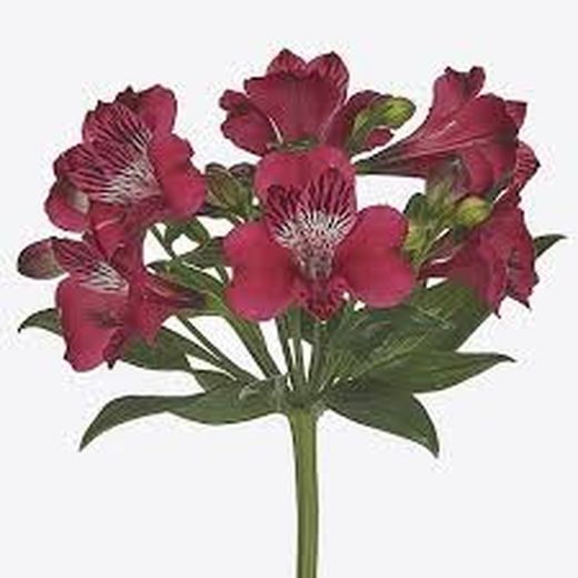 Alstroemeria Lucia 10 tiges