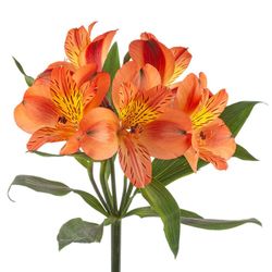 Alstroemeria Party 10 tallos