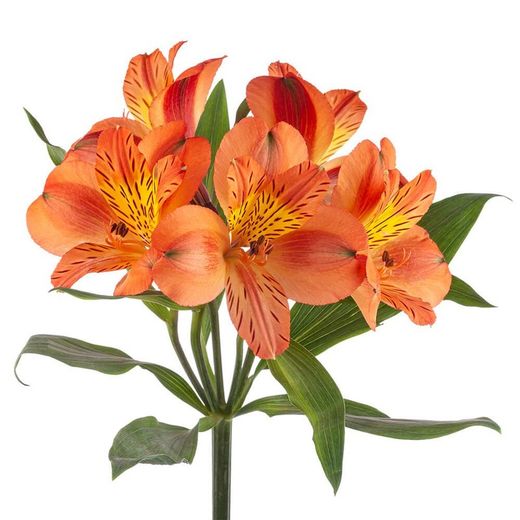Alstroemeria Party 10 tallos