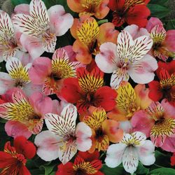 Alstroemerias en pot