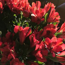 Alstroemerias en pot