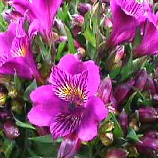 Alstroemerias en pot