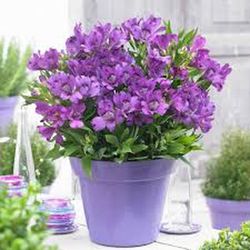 Alstroemerias en pot
