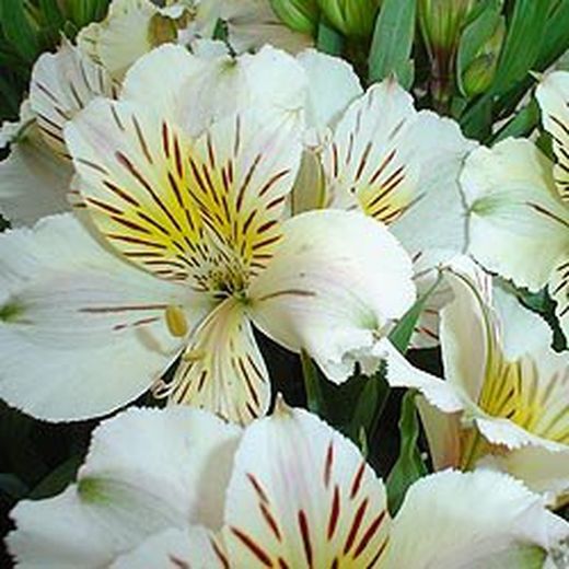 Alstroemerias en pot