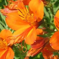 Alstroemerias en pot