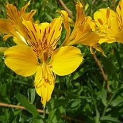 Alstroemerias en pot