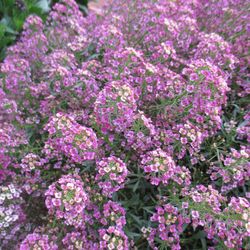 Alyssum Maritimum Caja de 15 uds.