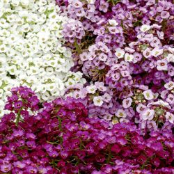Alyssum Maritimum Caja de 15 uds.