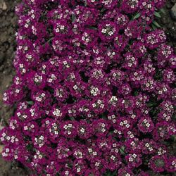 Alyssum Maritimum Caja de 15 uds.