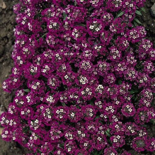 Alyssum Maritimum Caja de 15 uds.