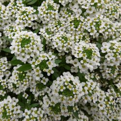 Alyssum Maritimum Caja de 15 uds.