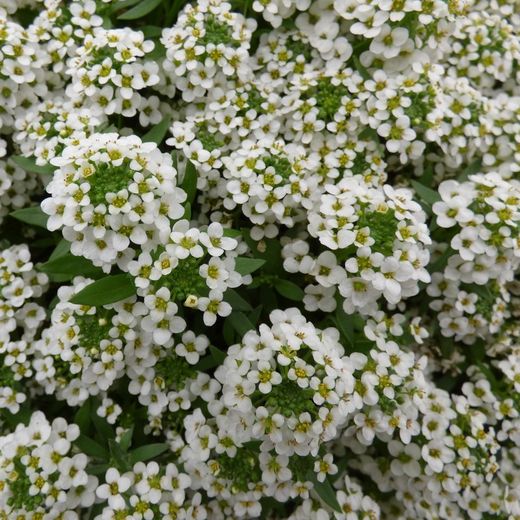 Alyssum Maritimum Caja de 15 uds.